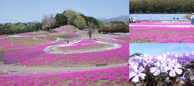 みさと芝桜公園全景