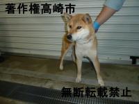 茶色柴犬正面向き写真