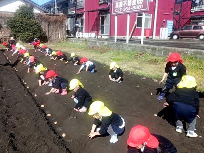 じゃがいも植え03