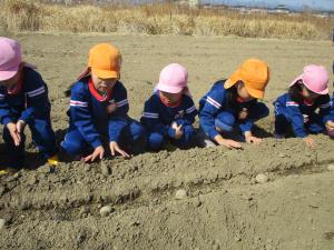 種イモを植える①