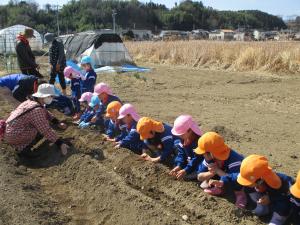 種芋を植える②
