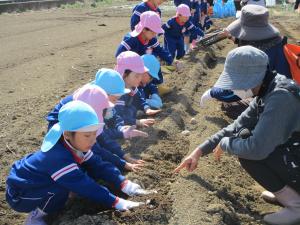 種イモを植える③