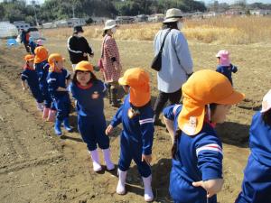 年長種芋を植える