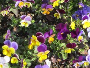 すみれのこぼれだね