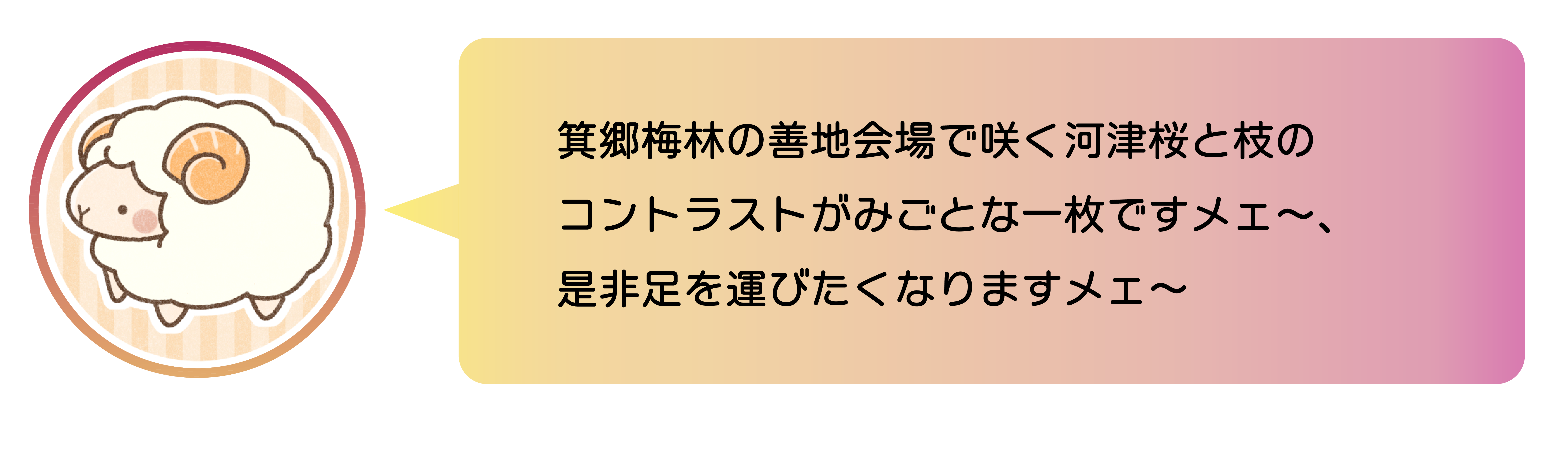 職員からのコメント。箕郷梅林の善地会場で咲く河津桜と枝のコントラストがみごとな一枚ですメエ~、是非足を運びたくなりますメエ〜