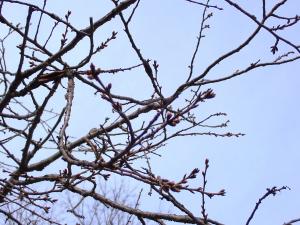 第2駐車場付近の桜