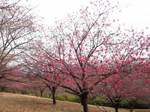 第2駐車場付近の寒緋桜