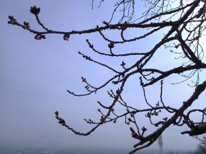 頂上付近の桜①