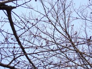 頂上付近の桜②