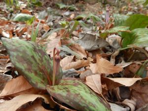 カタクリの花つぼみ