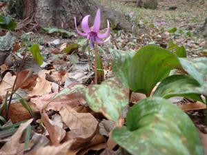 カタクリ咲き始め