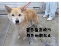 茶色雑種犬正面向き写真