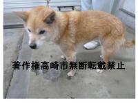 茶色雑種犬左向き写真