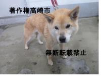 茶色雑種犬右向き写真