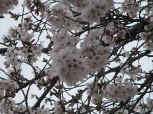 桜①