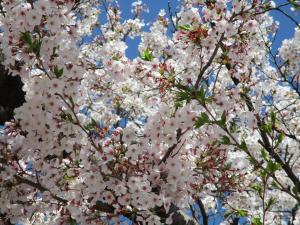 桜②