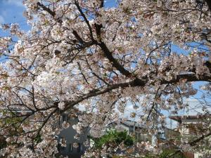桜③