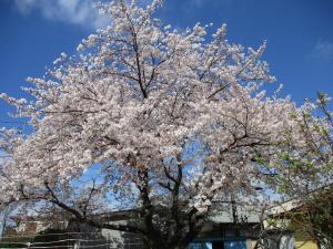 桜④