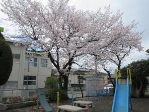 桜1