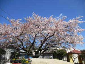 桜