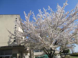 桜の