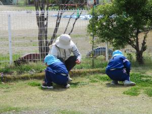 四葉探し
