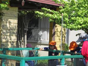 メダカの観察
