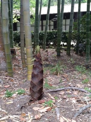 竹林の筍
