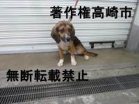 ビーグル正面の写真