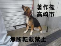 ビーグル横向きの写真