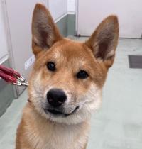 けんた　正面写真5