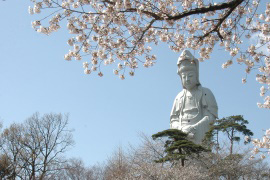 観音山の桜
