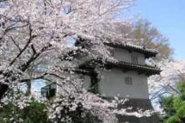 高崎城址公園の桜