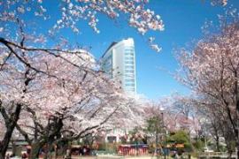 高崎公園の桜