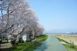 乗附緑道の桜