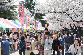 新町駐屯地の桜