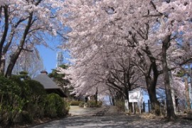 牛伏山自然公園の桜