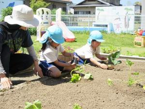 苗植え5
