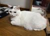 白猫正面写真