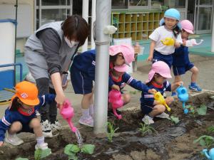 水やり
