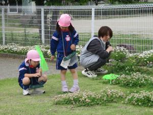 シロツメクサ③