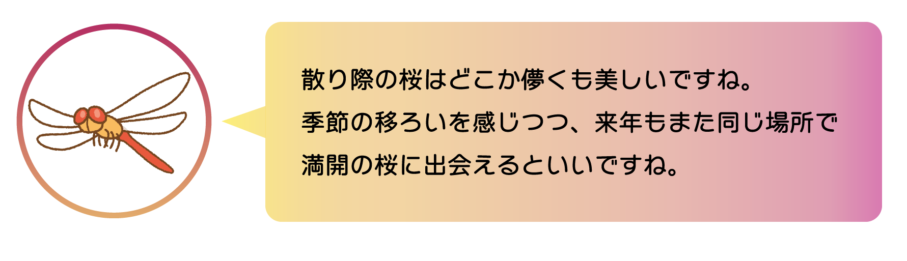 散り際の桜はどこか儚くも美しいですね。 季節の移ろいを感じつつ、来年もまた同じ場所で満開の桜に出会えるといいですね。
