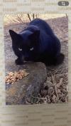 黒猫正面写真