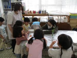 アゲハの観察④