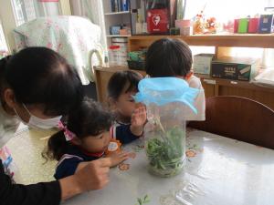 アゲハの幼虫