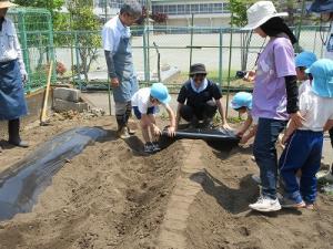 さつまいも準備2