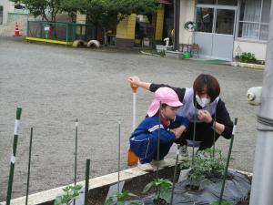野菜の栽培