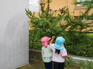 ゆすらうめ1