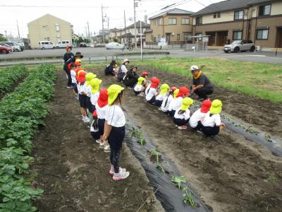 さつま苗植え02