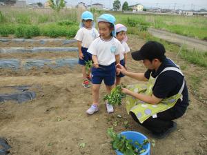 苗植え⑤